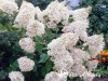 Hortenzija šluotelinė ,Grandiflora' (lot. Hydrangea paniculata)